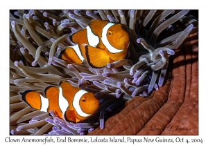 Clown Anemonefish