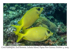 Coral Rabbitfish