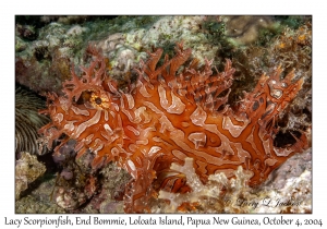Lacy Scorpionfish