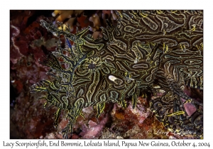 Lacy Scorpionfish