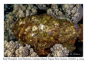 Reef Stonefish