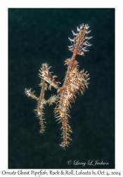 Ornate Ghost Pipefish