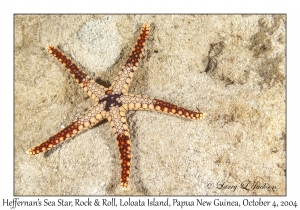 Heffernan's Sea Star