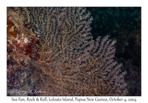 Sea Fan