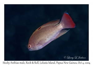 Stocky Anthias