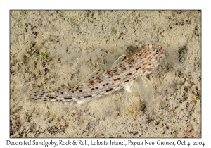 Decorated Sandgoby