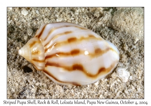Striped Pupa Shell