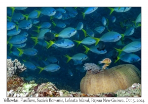 Yellowtail Fusiliers, Magnificent Sea Anemone & Pink Anemonefish