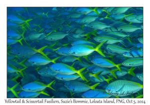 Yellowtail & Scissortail Fusilier