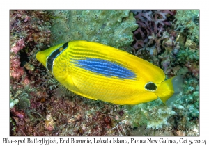 Blue-spot Butterflyfish