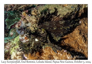 Lacy Scorpionfish