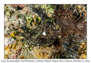 Lacy Scorpionfish