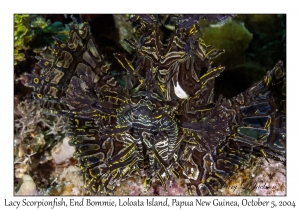 Lacy Scorpionfish