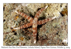 Watson's Sea Star