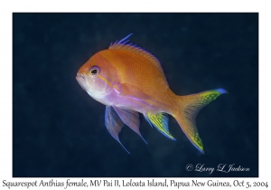 Squarespot Anthias female