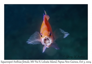 Squarespot Anthias female