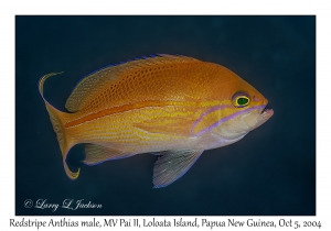 Redstripe Anthias