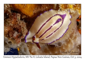 Emma's Hypselodoris