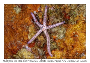 Multipore Sea Star