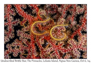 Undescribed Brittle Star