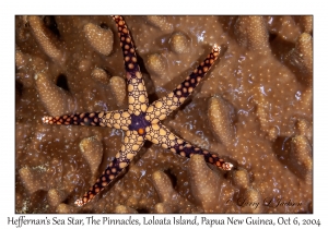 Heffernan's Sea Star