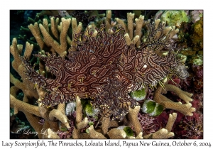 Lacy Scorpionfish