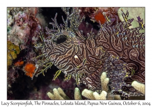 Lacy Scorpionfish