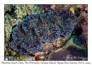 Maxima Giant Clam