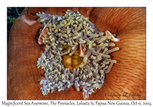 Magnificent Sea Anemone