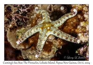 Cuming's Sea Star