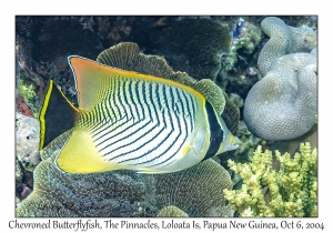 Chevroned Butterflyfish