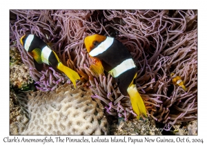 Clark's Anemonefish