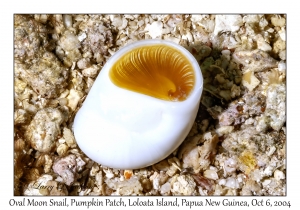 Oval Moon Snail