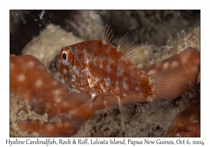 Hyaline Cardinalfish