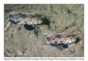 Signal Gobies