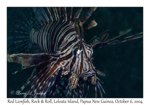 Red Lionfish