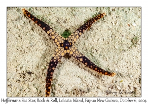 Heffernan's Sea Star