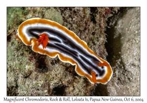 Magnificent Chromodoris