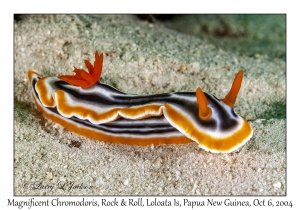 Magnificent Chromodoris