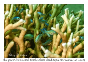 Blue-green Chromis