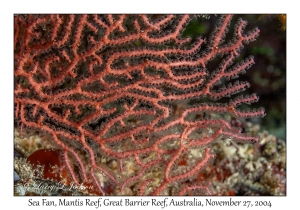 Sea Fan