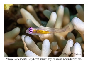 Pinkeye Goby