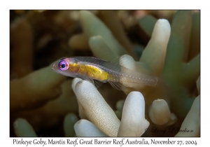 Pinkeye Goby