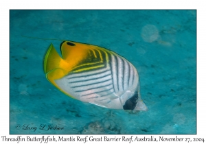 Threadfin Butterflyfish