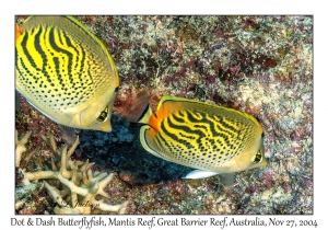 Dot & Dash Butterflyfish