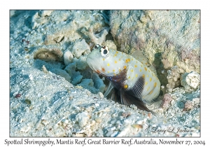 Spotted Shrimpgoby