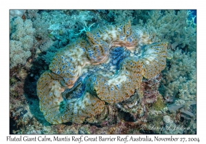 Fluted Giant Clam