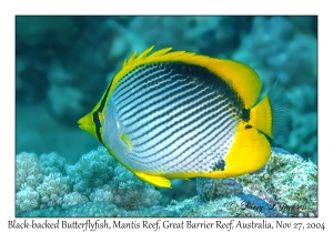 Black-backed Butterflyfish