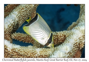 Chevroned Butterflyfish