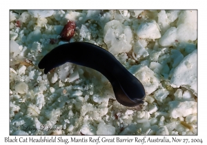 Black Cat Headshield Slug